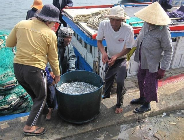 Chuyển cá cơm lên bờ. ẢNH: TRANG THY