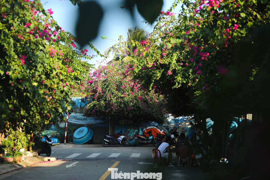 Một giàn hoa giấy trong xóm chài bắt đầu nở rộ, nhuộm hồng cả góc nhỏ.