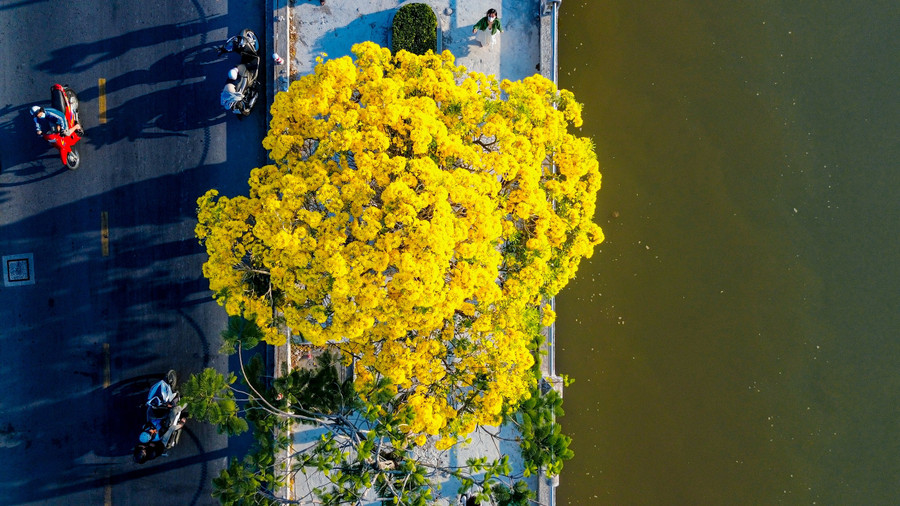 Nhìn từ trên cao những cây hoa kèn vàng trông như những đóa cúc mâm xôi khổng lồ. ẢNH: XUYÊN VÕ