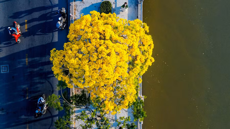 Nhìn từ trên cao những cây hoa kèn vàng trông như những đóa cúc mâm xôi khổng lồ. ẢNH: XUYÊN VÕ