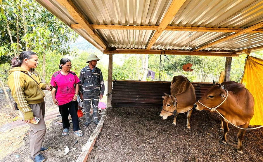 Sau khi được hỗ trợ 2 con bò giống sinh sản, chị Ngam (giữa) làm chuồng nuôi nhốt, tận dụng nguồn phân để bón cho cây trồng. Ảnh: P.D