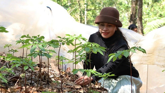 Vườn sâm Ngọc Linh tiền tỉ của người dân xã Măng Ri, tỉnh Quảng Ngãi.