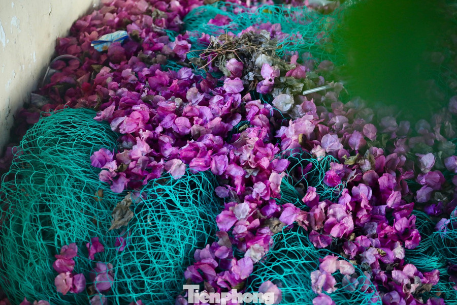 Hoa giấy rất 'nhạy' với thời tiết, chỉ cần một cơn mưa là hoa sẽ rụng xuống.