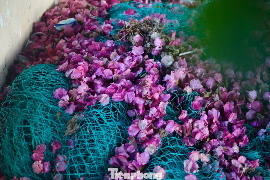 Hoa giấy rất 'nhạy' với thời tiết, chỉ cần một cơn mưa là hoa sẽ rụng xuống.