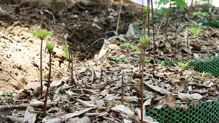 Những chồi sâm mọc lên sau thời gian dài 'ngủ đông'