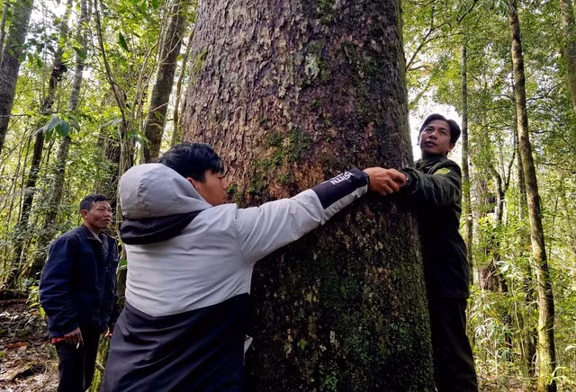 Thân những “cây thần linh” có đường kính khoảng 1,5-2 m