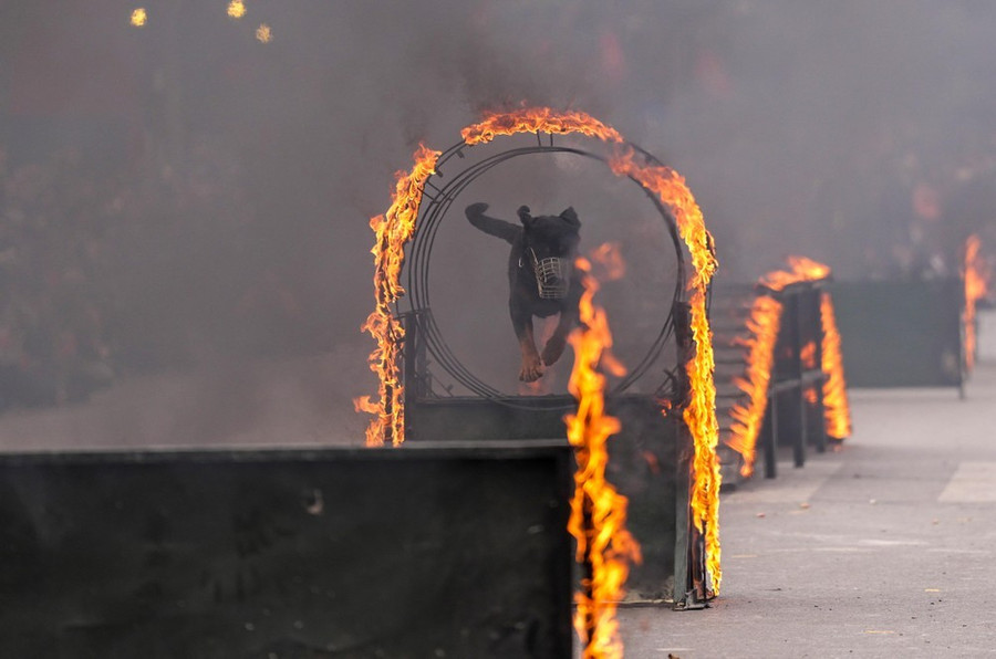 Huấn luyện chó nghiệp vụ vượt qua các chướng ngại vật nguy hiểm