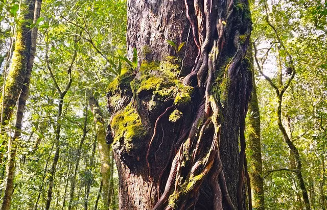 Nốt u sần lớn của “cây thần linh” nhìn giống mặt chú khỉ lớn hoặc sư tử