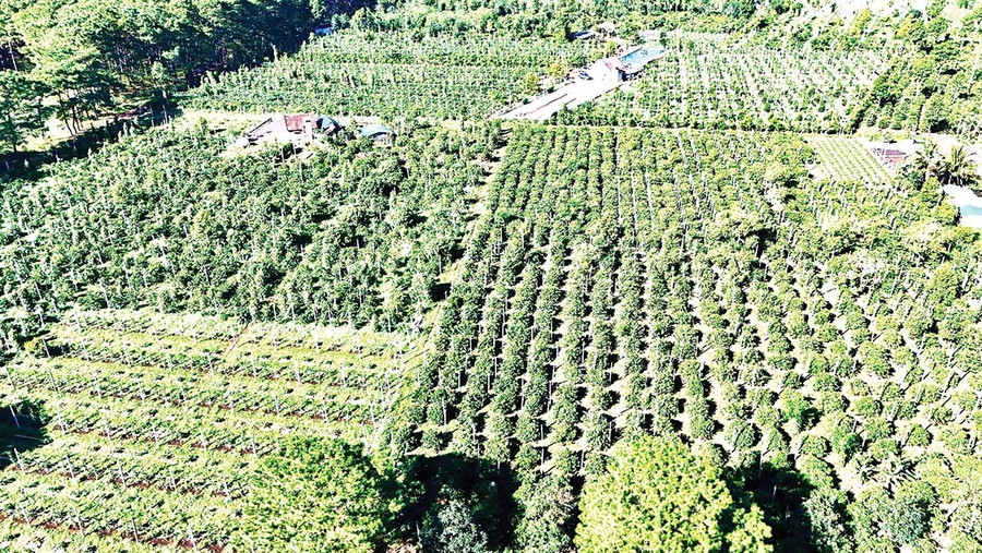 Gia Lai có vùng nguyên liệu cà phê, hồ tiêu rộng lớn. Ảnh: R’PIÊN