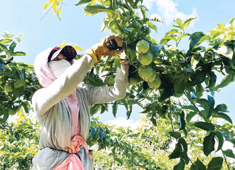 Hiện nay, nhu cầu về nguồn nguyên liệu để chế biến chanh dây rất lớn, là cơ hội để nông dân mở rộng diện tích. Ảnh: Vũ Thảo