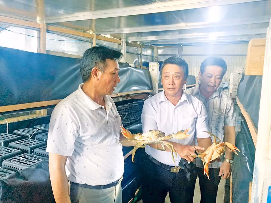 Ông Nguyễn Hưng Nguyên (giữa) giới thiệu với khách về tính hiệu quả của mô hình nuôi cua trong hộp nhựa. Ảnh: Minh Khoa