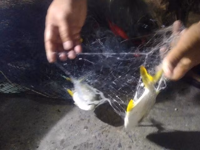 Giác lưới buổi tối cá không nhiều nên lão ngư Nguyễn Hùng đem luôn vào bờ để gỡ cá. ẢNH: QUANG VIÊN