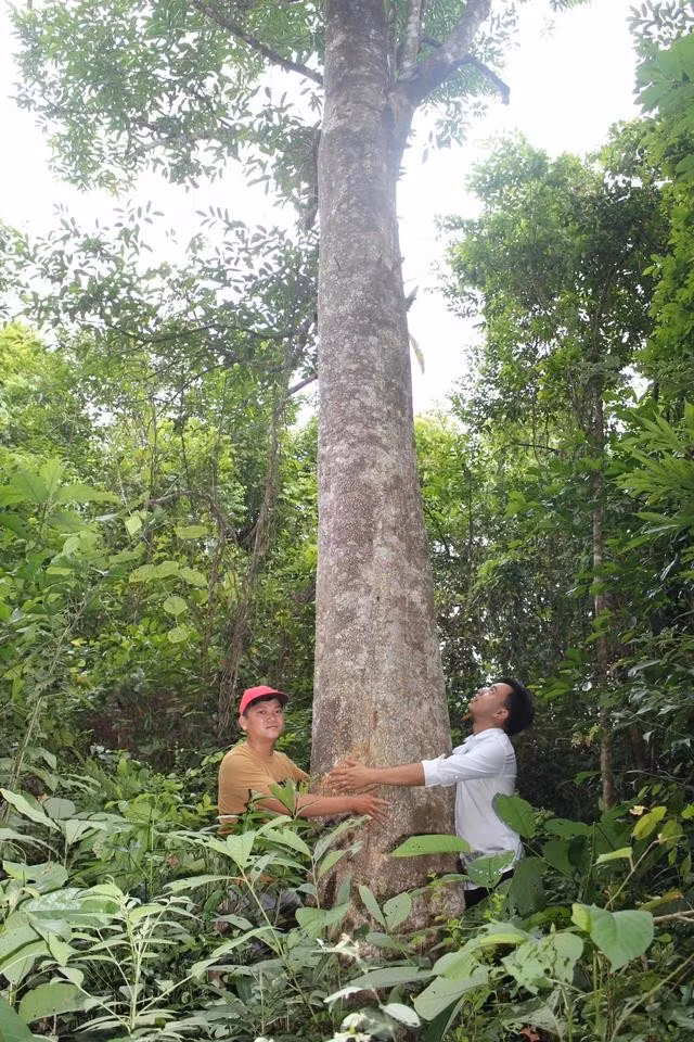 Chiều cao cây dó cổ thụ ước khoảng gần 20 m. ẢNH: QUANG VIÊN