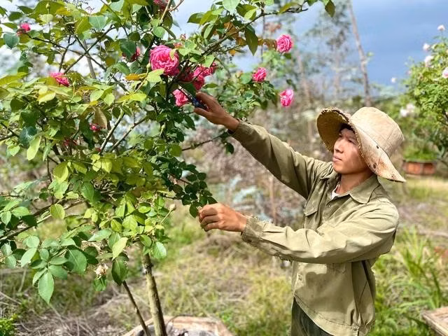 Việt Anh đang chăm sóc hoa hồng cổ trong vườn của mình. ẢNH: HỮU TÚ