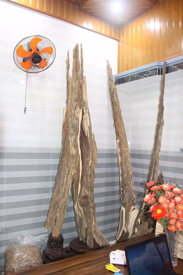 Anh Hưng (ở H.Tiên Phước, Quảng Nam) sở hữu hai sản phẩm trầm cảnh có dáng thế tự nhiên. ẢNH: QUANG VIÊN