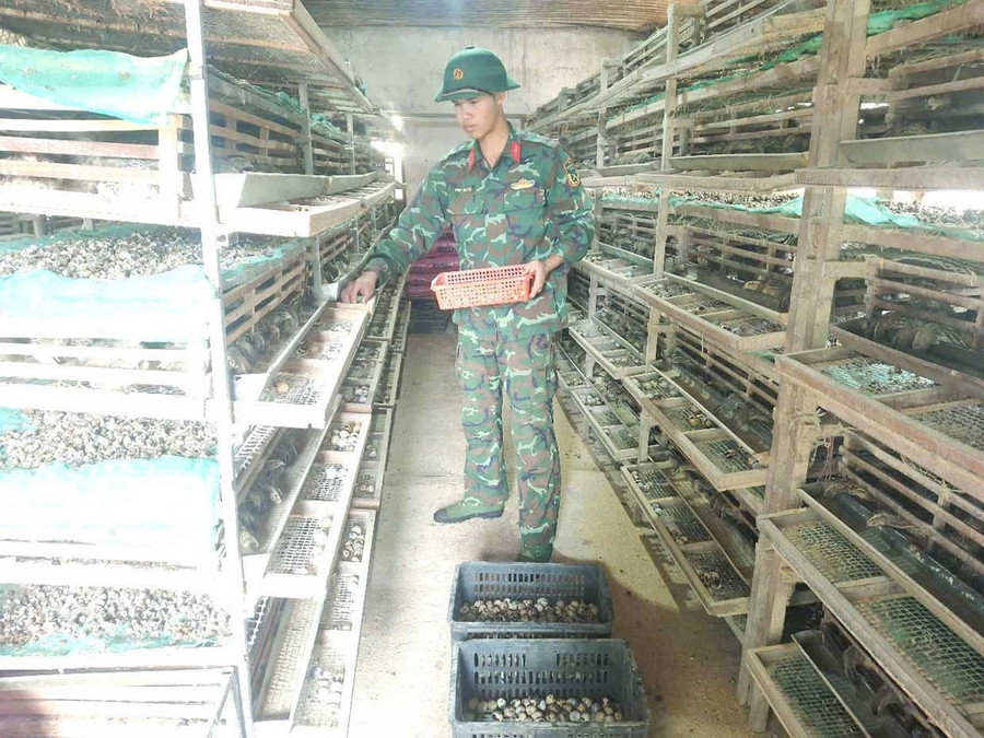 Mô hình nuôi chim cút lấy trứng của Sư đoàn 320 (Quân đoàn 34). Ảnh: V.H