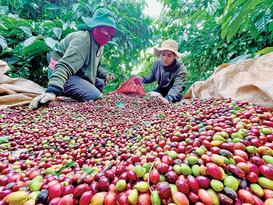 Cà phê là mặt hàng xuất khẩu chủ lực của tỉnh. Ảnh: Vũ Thảo