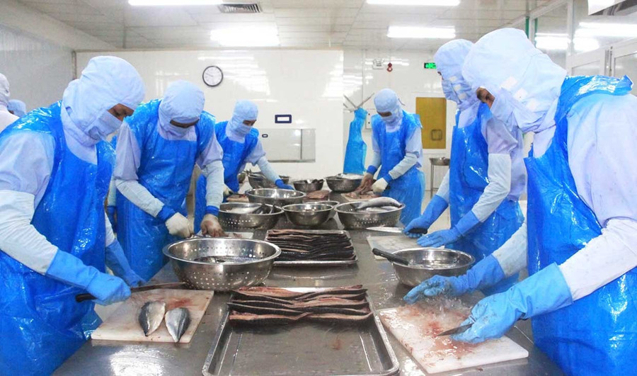 Hoạt động chế biến thủy sản xuất khẩu tại Công ty TNHH Mãi Tín Bình Định. Ảnh: T.Sỹ