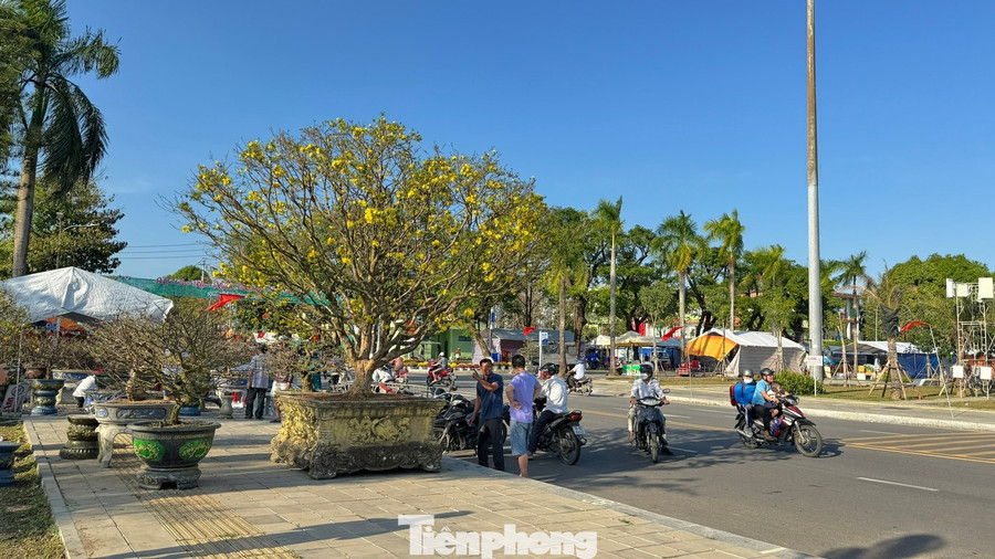 cây mai vàng Sáng 8/2 (tức 21 tháng Chạp), dù chỉ mới có những gian hàng đầu tiên, nhưng chợ hoa xuân tại Quảng trường Phạm Văn Đồng (phường Cẩm Thành, tỉnh Quảng Ngãi ) đã nhanh chóng thu hút đông đảo người dân và giới cây cảnh.
