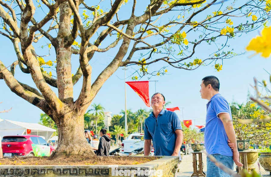 Chủ nhân hiện tại của cây mai là anh Trương Tấn Hùng (46 tuổi, trú phường Trương Quang Trọng, tỉnh Quảng Ngãi). Anh Hùng cho biết, đây là mai xuân đọt xanh, một dòng mai truyền thống được đánh giá rất cao trong giới chơi mai trên cả nước.