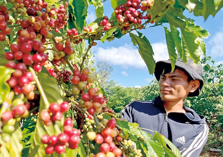 Cà phê là mặt hàng xuất khẩu chủ lực của Gia Lai. Ảnh: Vũ Thảo