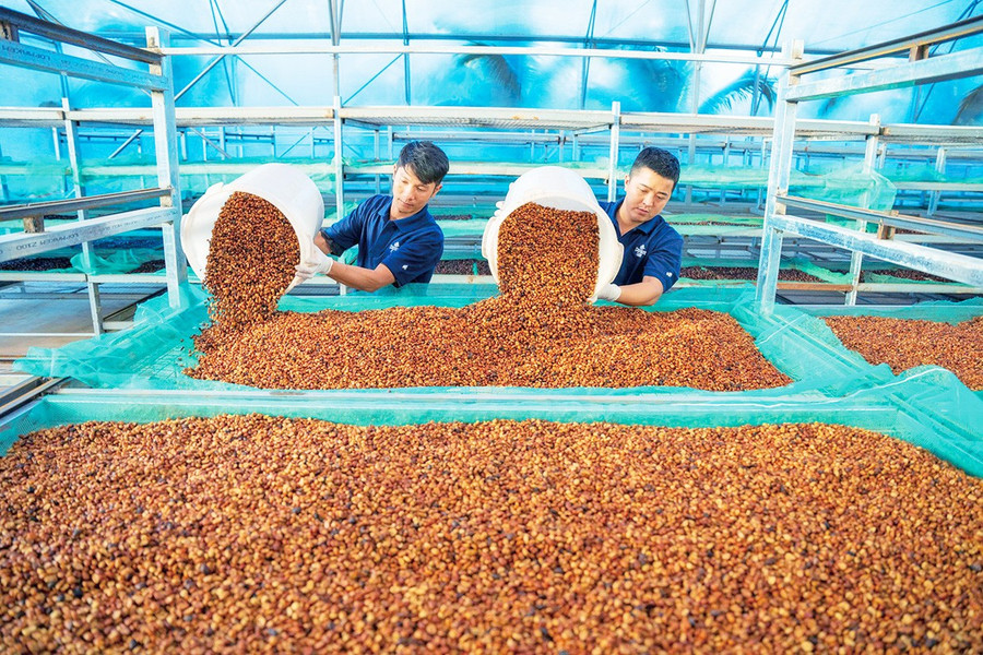 Phơi cà phê nhân tại trang trại cà phê Organic của Công ty TNHH Vĩnh Hiệp (phường An Phú) để xuất khẩu sang Nhật Bản. Ảnh: Hà Duy