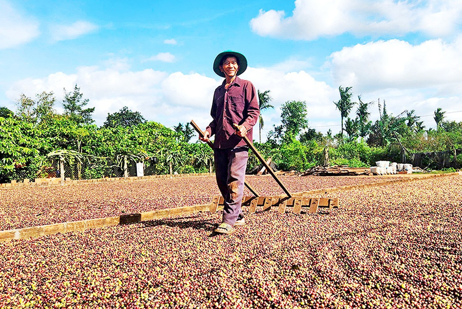 Nhờ canh tác theo hướng hữu cơ, nhiều hộ thành viên Hợp tác xã Sản xuất kinh doanh dịch vụ nông nghiệp Ia Ring có được những vụ cà phê bội thu. Ảnh: Ngọc Sang