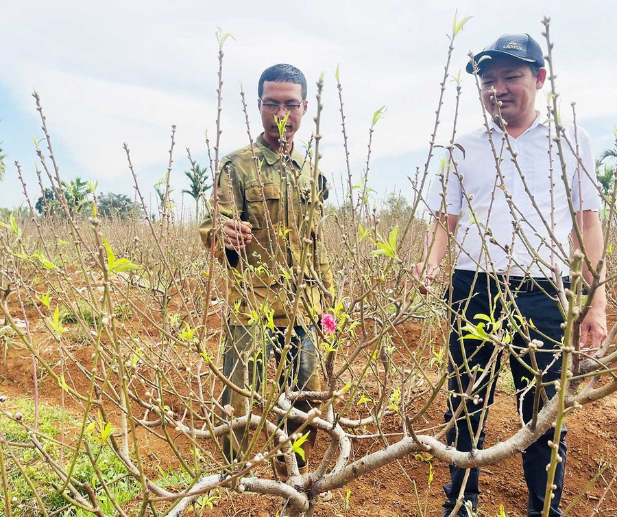 Anh Lê Văn Thuận (bên trái) giới thiệu với khách hàng về cây hoa đào phục vụ Tết. Ảnh: Vũ Chi