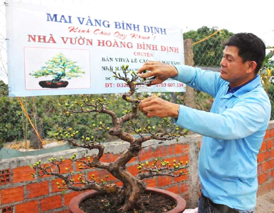 Anh Đặng Văn Hoàng tích cực chăm sóc để có những chậu “mai vàng Bình Định” phục vụ khách hàng dịp Tết năm nay. Ảnh: Vũ Chi