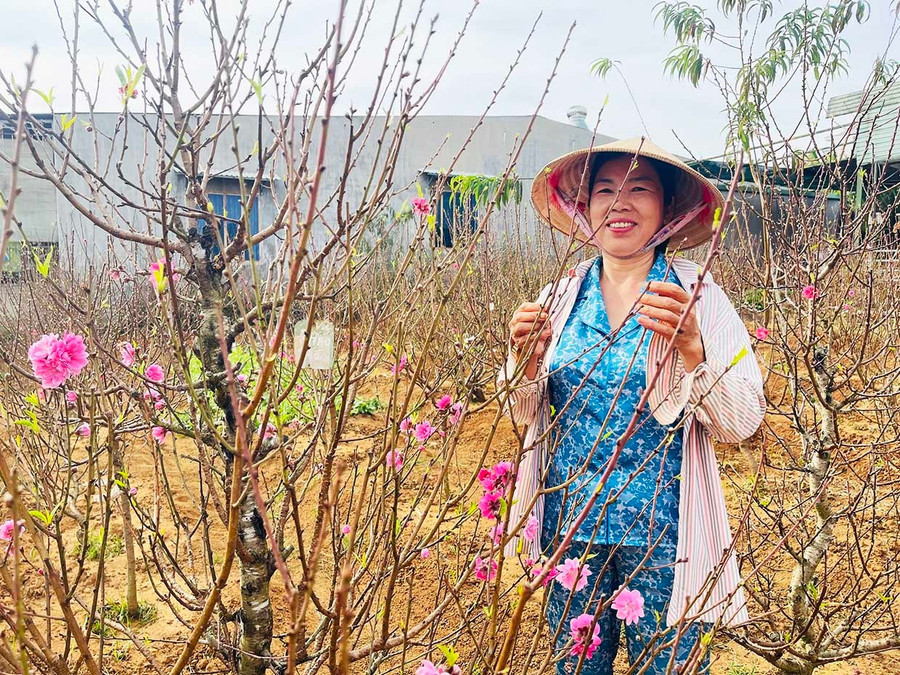 Vườn đào của gia đình bà Nguyễn Thị Thỏa phục vụ khách dịp Tết Nguyên đán Bính Ngọ 2026. Ảnh: Vũ Chi