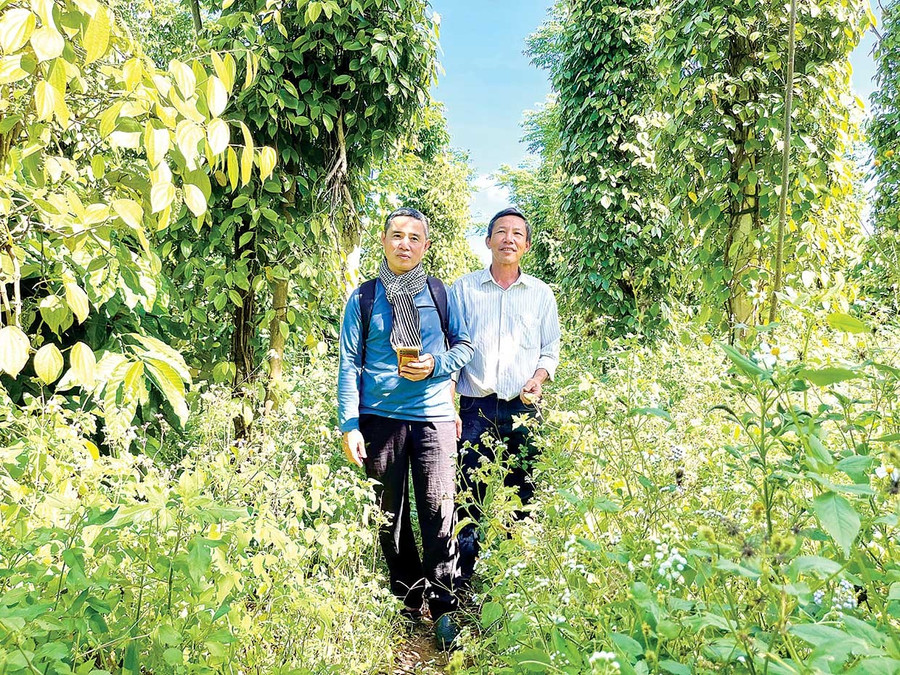 Ông Huỳnh Thành Ngọc (bên trái) cho rằng, cỏ được ví như mái nhà che chở cho hệ sinh thái dưới đất. Ảnh: Vũ Thảo