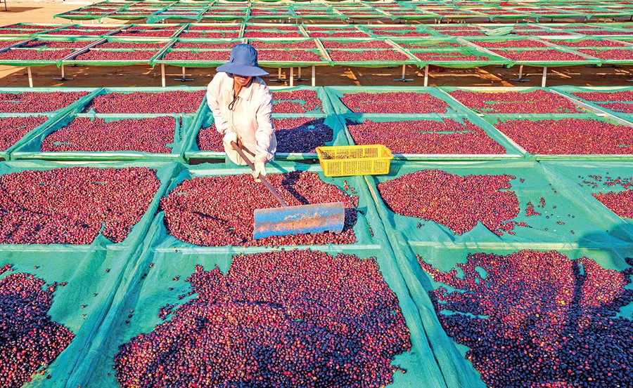 Sản xuất hữu cơ là hướng đi phù hợp để nâng cao giá trị cho cà phê Gia Lai. Ảnh: Phạm Quý