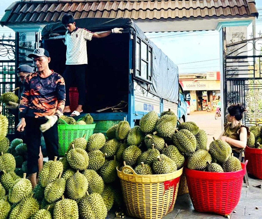 Canh tác theo hướng hữu cơ, sản phẩm sầu riêng của ông Nguyễn Văn Hiếu (thôn Hoàng Tiên, xã Chư Prông) được thị trường ưa chuộng. Ảnh: NVCC