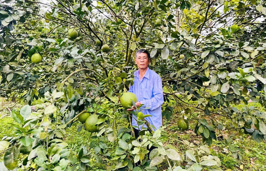 Vườn bưởi đã được cấp mã số vùng trồng của ông Đặng Văn Cấp (xã Hoài Ân). Ảnh: Hồng Thương