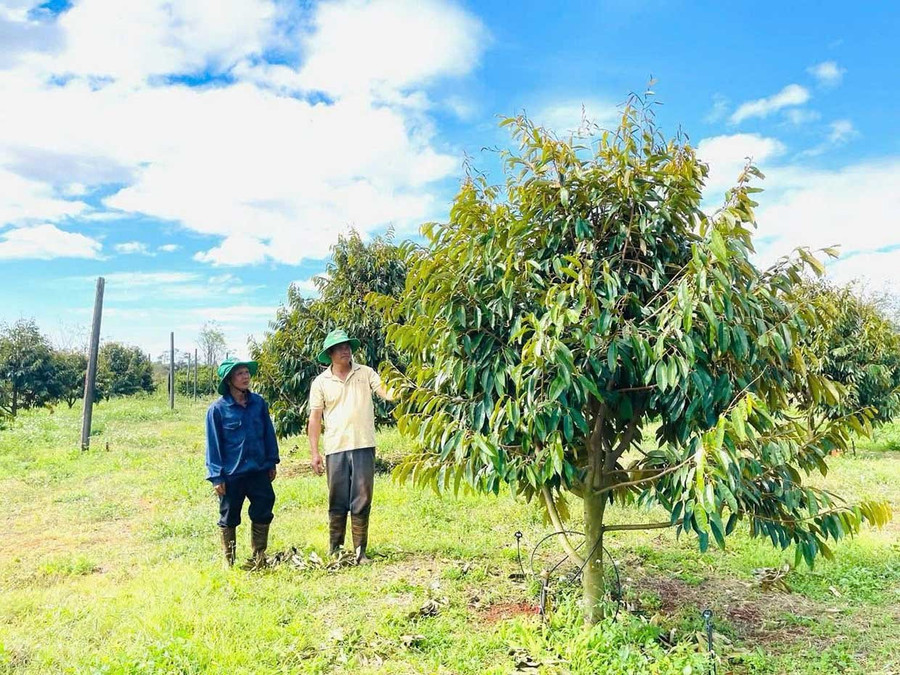 Hợp tác xã Sầu riêng hữu cơ Ia Phìn đã có 70 ha sầu riêng được cấp mã số vùng trồng. Ảnh: Hồng Thương