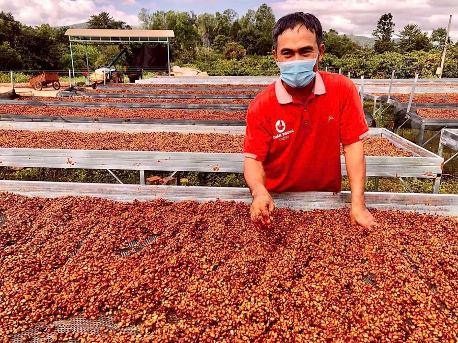 Ông Phan Hữu Dương (xã Ia Ly) trực tiếp theo sát quy trình thu hoạch, sơ chế cà phê Robusta chất lượng cao. Ảnh: NVCC
