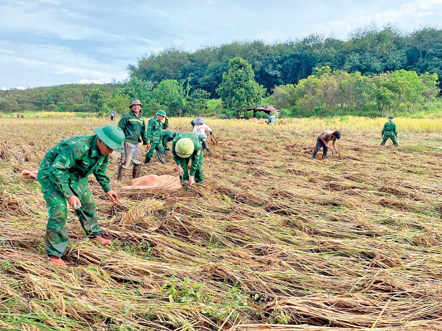 Cán bộ, chiến sĩ Đồn Biên phòng Ia O giúp dân thu hoạch lúa bị ngã đổ sau bão số 13. Ảnh: V.H