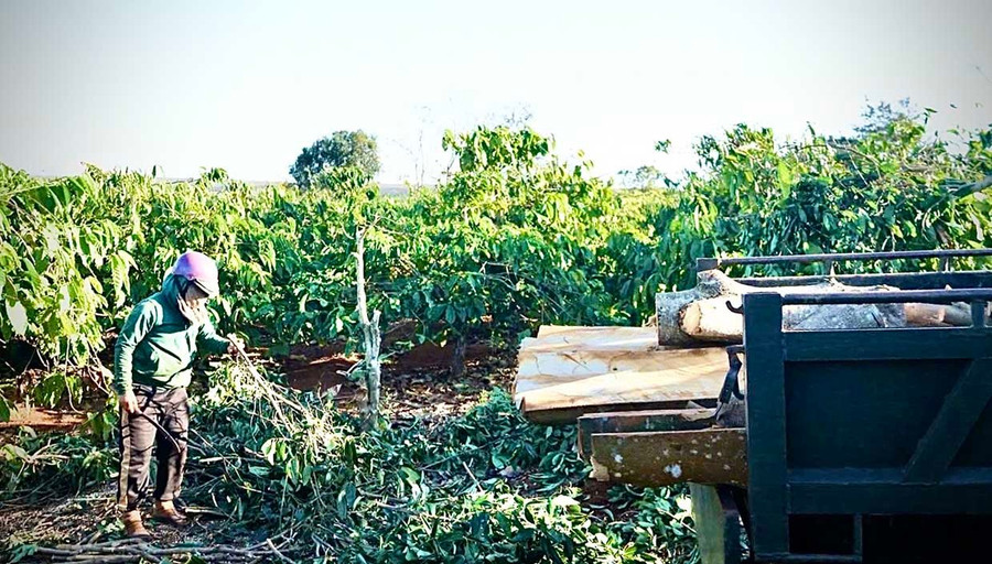 Việc chủ động thu dọn sớm vườn cây cũng giúp các hộ dân tận dụng được gỗ củi cà phê, vừa giảm thiệt hại vừa sớm bàn giao mặt bằng cho dự án