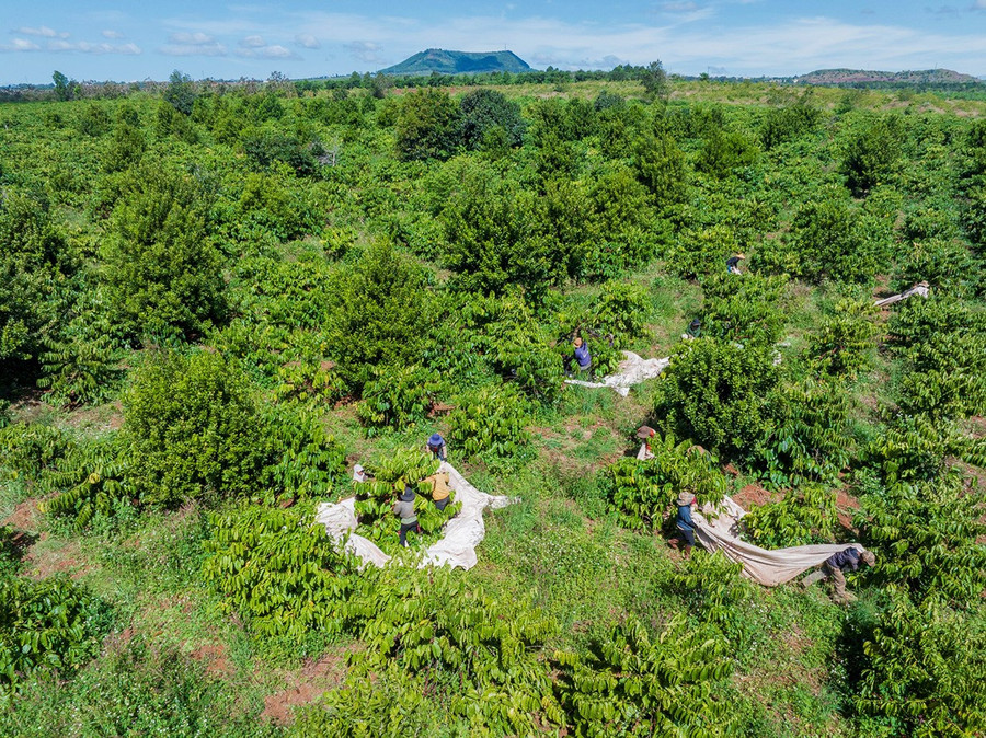 Gia Lai đang sở hữu quỹ đất nông nghiệp rộng lớn, thuận lợi để thu hút các dự án nông nghiệp công nghệ cao. Ảnh: Hà Duy