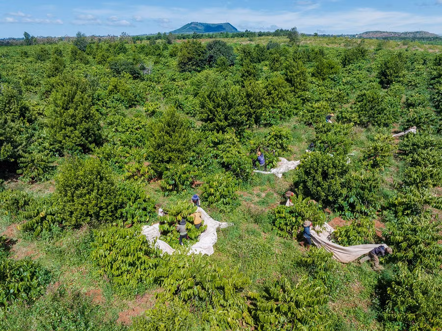 Gia Lai đang sở hữu quỹ đất nông nghiệp rộng lớn, thuận lợi để thu hút các dự án nông nghiệp công nghệ cao. Ảnh: Hà Duy