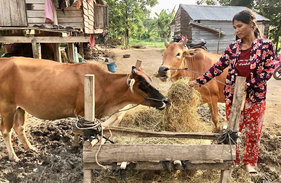 Bà Nay Pươi (làng Bhă Nga) chăm sóc đàn bò vừa được hỗ trợ để phát triển kinh tế. Ảnh: L.N