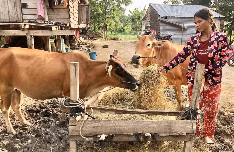 Bà Nay Pươi (làng Bhă Nga) chăm sóc đàn bò vừa được hỗ trợ để phát triển kinh tế. Ảnh: L.N