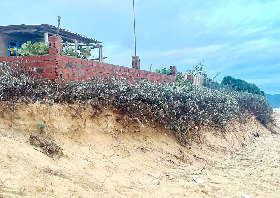 Tình trạng triều cường, xâm thực diễn ra nghiêm trọng tại khu dân cư ven biển thôn 9, xã Phù Mỹ Đông. Ảnh: V.L