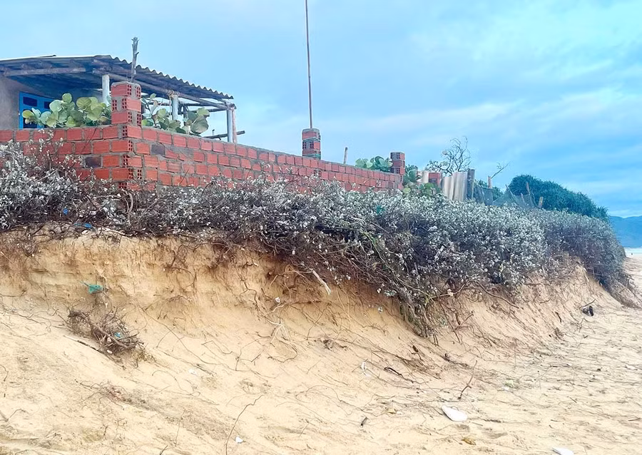 Tình trạng triều cường, xâm thực diễn ra nghiêm trọng tại khu dân cư ven biển thôn 9, xã Phù Mỹ Đông. Ảnh: V.L