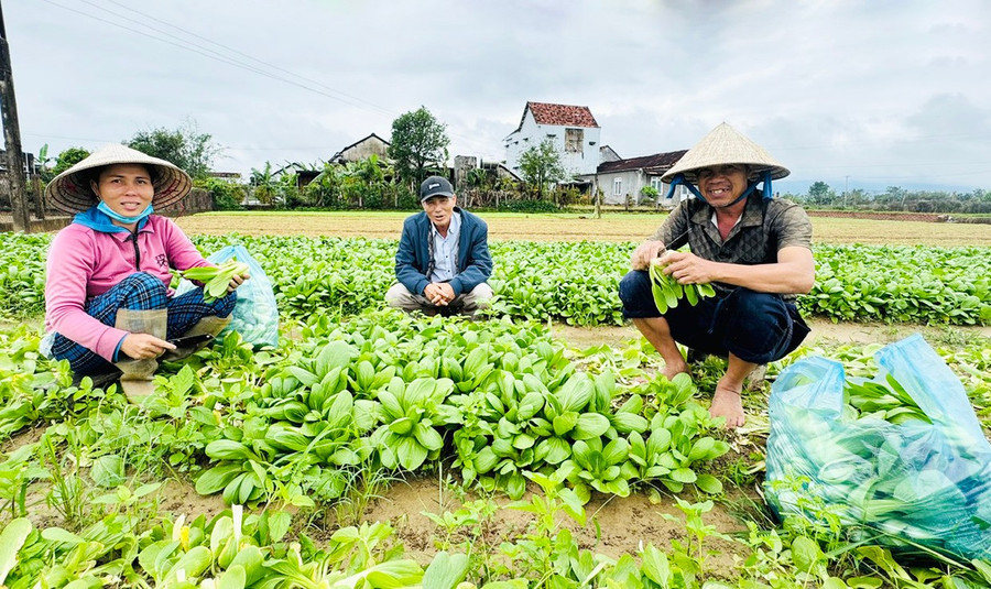 Nhờ nắm bắt thông tin, gia đình ông Trần Hữu Tuệ (tổ 1, khối Thuận Nghĩa) mạnh dạn đưa các giống rau mới vào trồng, áp dụng kỹ thuật canh tác phù hợp nên mang lại hiệu quả cao, thu nhập ổn định. Ảnh: Đinh Yến