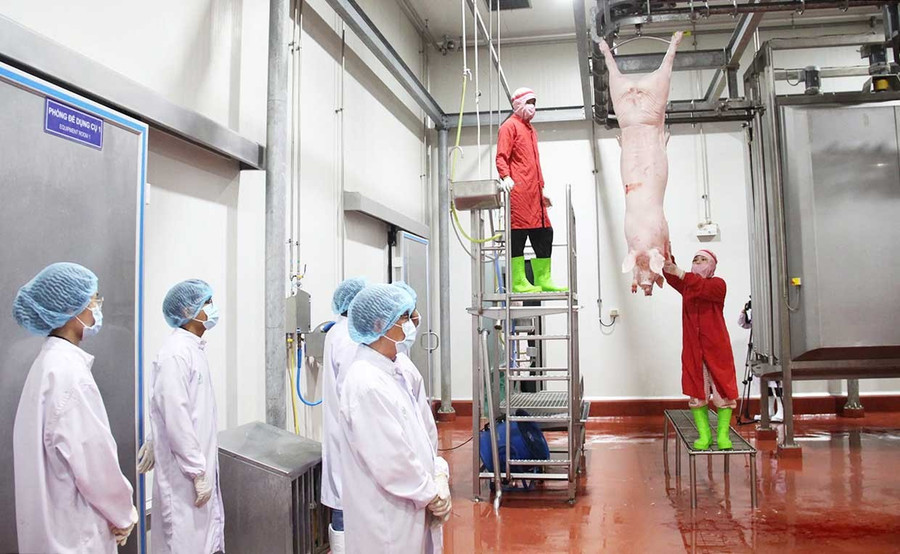 Hoạt động giết mổ heo trong Nhà máy NM2 của Công ty Cổ phần Chăn nuôi C.P. Việt Nam đóng ở Khu công nghiệp Nhơn Hòa (phường An Nhơn Nam). Ảnh: Trọng Lợi