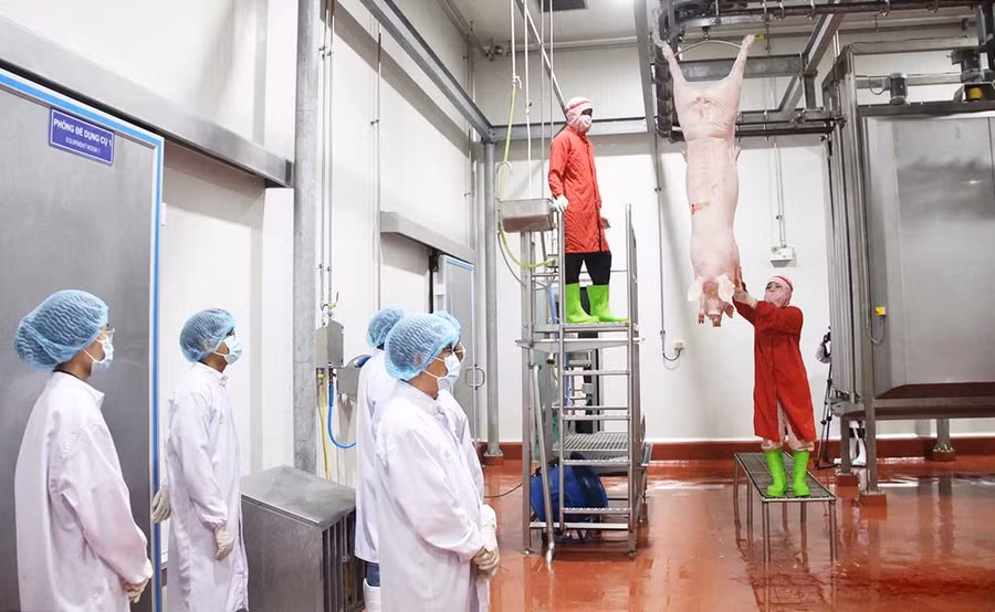 Hoạt động giết mổ heo trong Nhà máy NM2 của Công ty Cổ phần Chăn nuôi C.P. Việt Nam đóng ở Khu công nghiệp Nhơn Hòa (phường An Nhơn Nam). Ảnh: Trọng Lợi