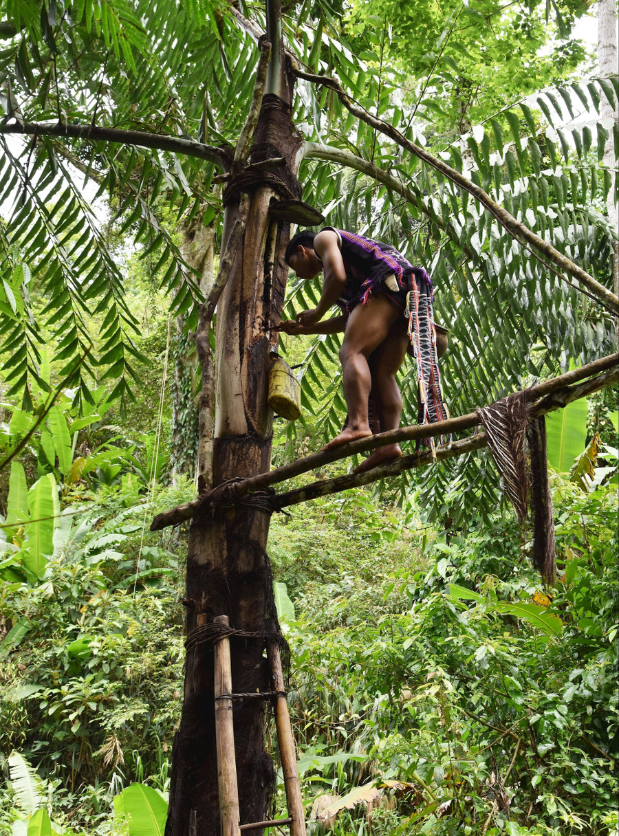 Người Cơ Tu bắc thang leo lên gần phía ngọn cây, lấy dao đục vào dọc theo thân cây để lấy nước làm rượu tơr’đin.