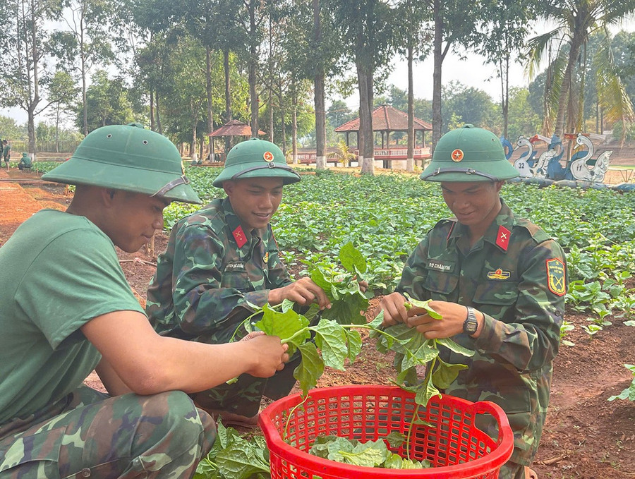 Cán bộ, chiến sĩ Tiểu đoàn Bộ binh 50 thu hái rau xanh phục vụ bữa cơm ở đơn vị. Ảnh: T.D