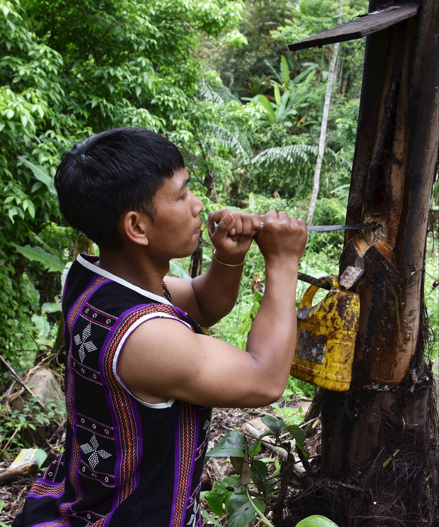Họ đặt cái máng và cái ống nhỏ nơi đục thân cây để dẫn dòng nước nhĩ ra. Trong ống đã bỏ sẵn vỏ cây apăng, cùng họ với cây bứa để lên men rượu.